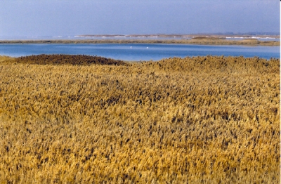 phragmites