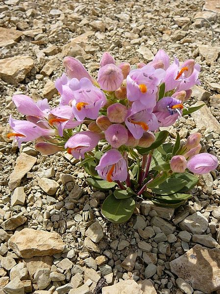 Graham's beardtongue.